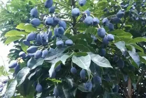 信宜人的黑榄角情怀