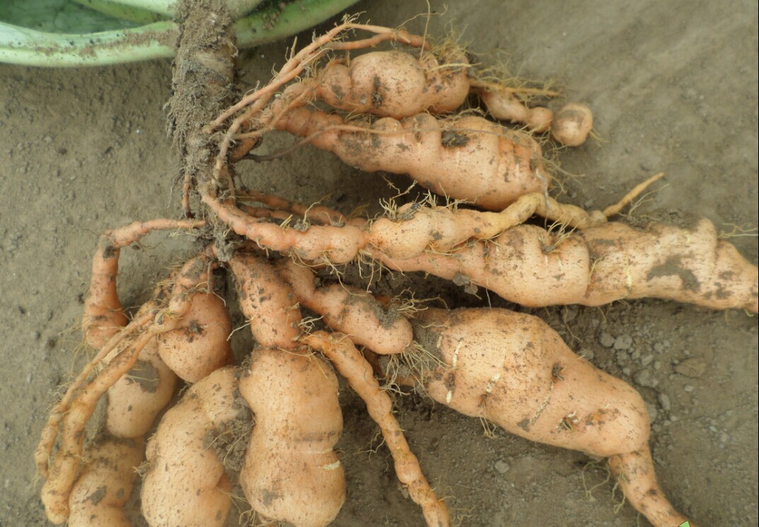 农村一种野草,农民用它腌咸菜,殊不知是有名的"华药",48一斤