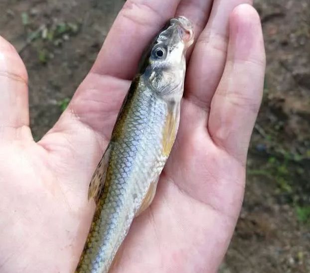 "筷子鱼"由于个头太小,小时候都被喂鸡鸭,现在却成为美味