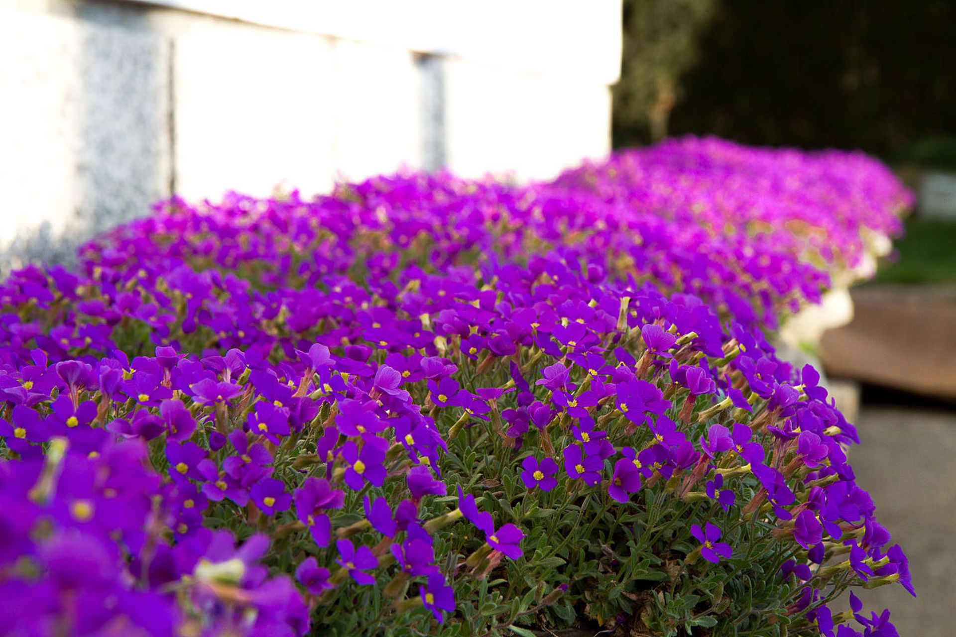 紫鸭趾草:学名紫竹梅,整株为紫色,包括叶片,花期为7-9月.2.