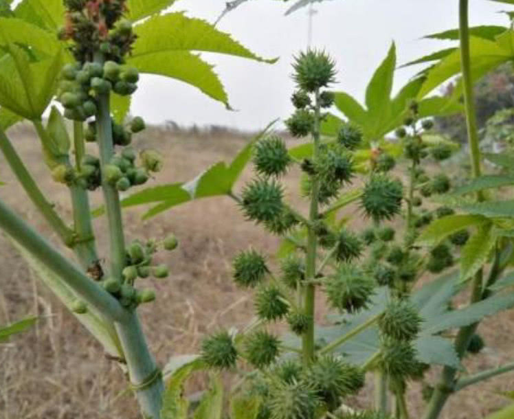 农村这种植物结的种子浑身带刺,人们戴手套剥它,药用价值很高