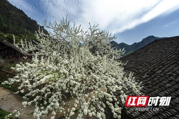 永顺:古寨春花盛开 芬芳四溢相映成趣