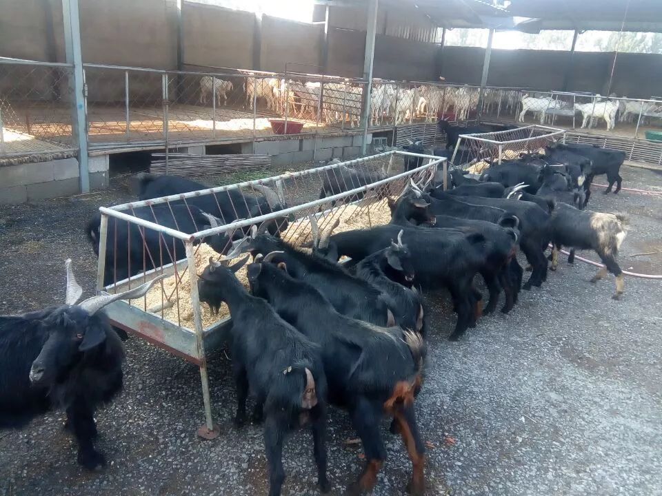 灵丘大青背山羊为当地代言