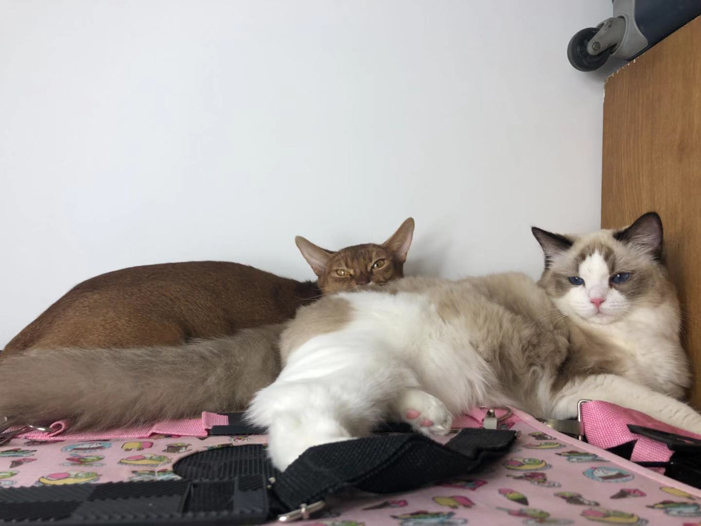 家里猫咪们怀孕后经常打架,铲屎官如何处理好猫咪之间