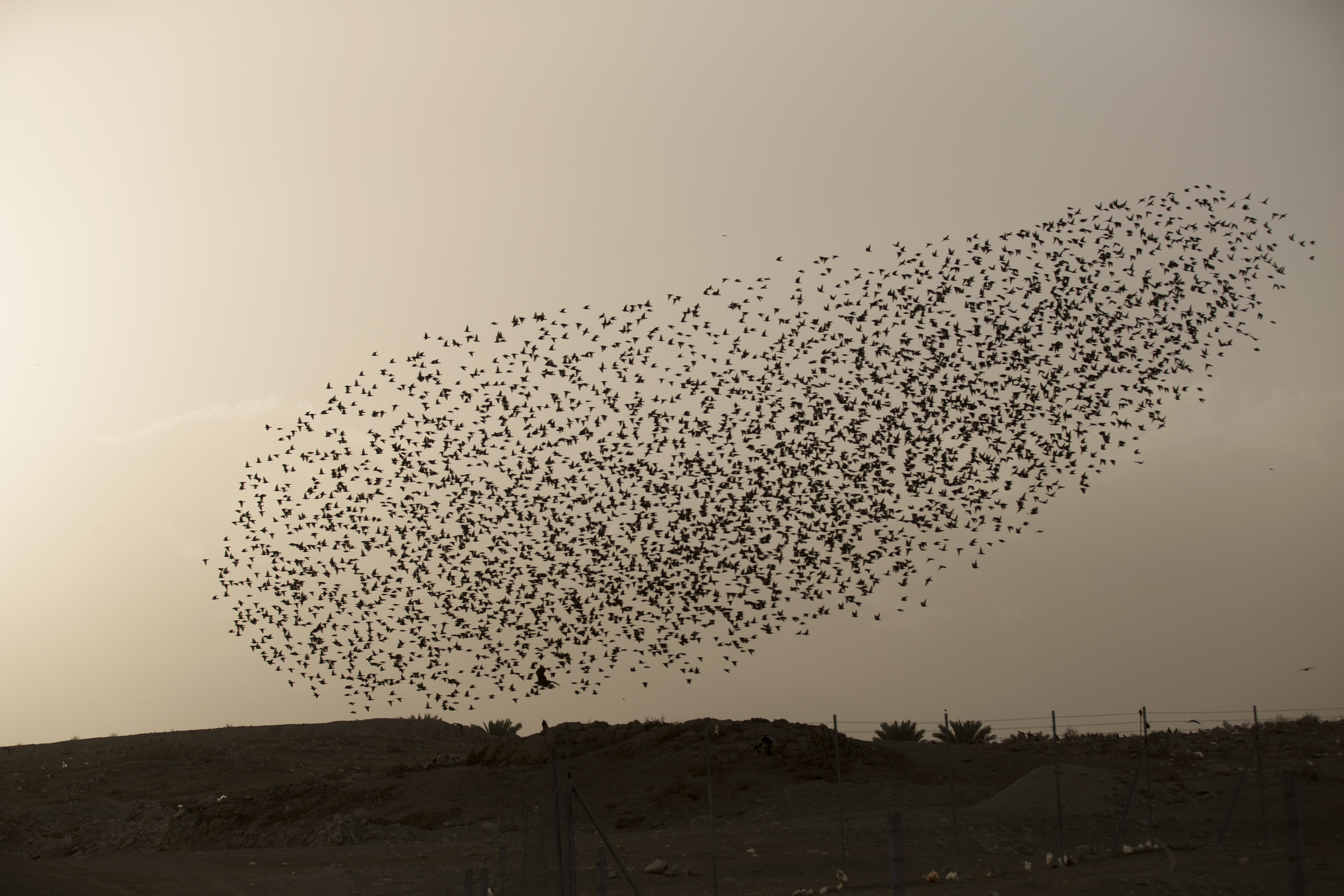 [4](外代二线)欧掠鸟群