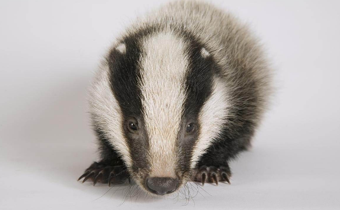 十分凶猛的獾,全身都是宝贝,人工饲养要知道它的生活习性