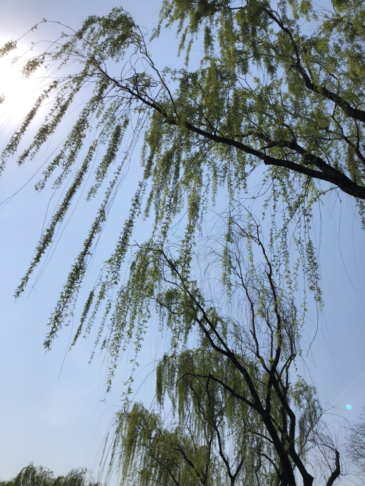 弱柳扶风,春之芳踪