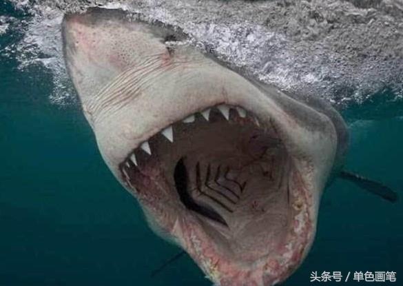 十大恐怖鲨鱼图片排名图片