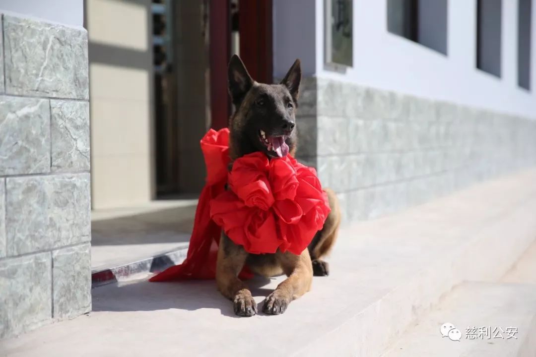 警犬體型強悍,在特殊危險環境中警犬既是追蹤破案的利器又可作為警察