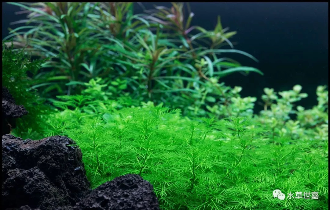 1米8火山石草缸欣赏