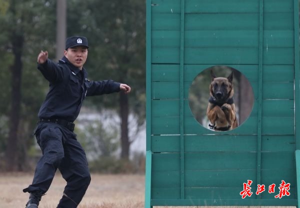 警犬训练口令手势手册图片