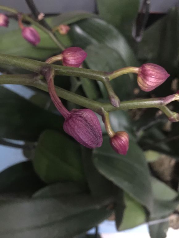 新买的蝴蝶兰花苞干枯,大多是7件事没做好,现在纠正不算晚