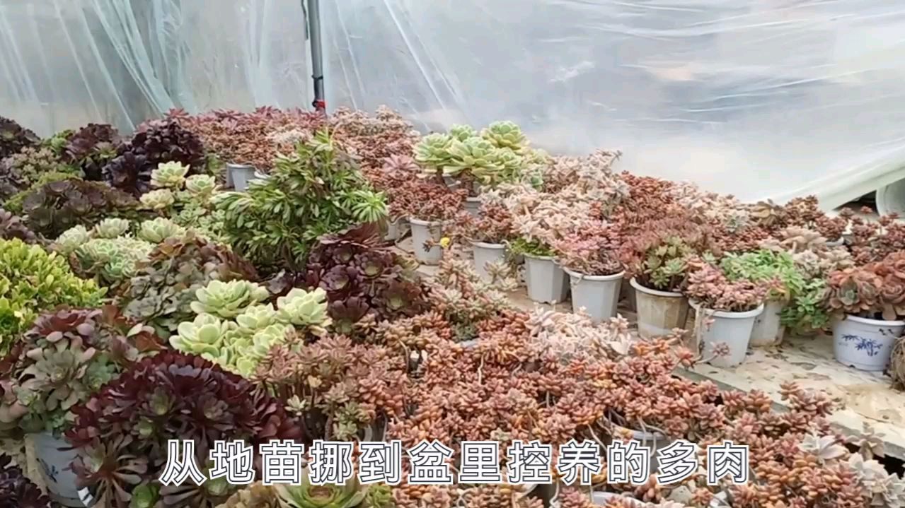 地栽多肉和盆栽露养的区别,上盆后要做哪一步才能售卖