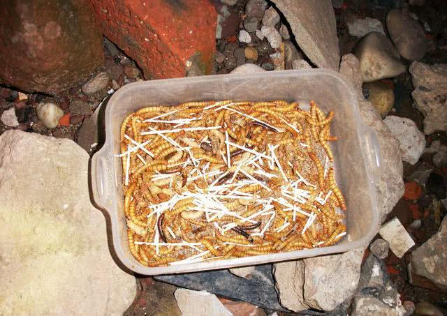 在南充农村有一种被叫做"石扁头"的鱼,喜欢藏在石头缝里