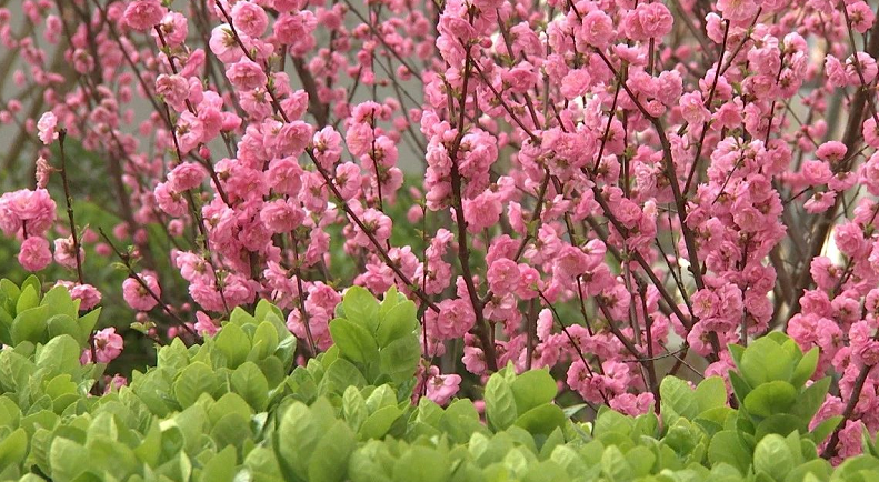 秦皇岛市海港区满城亮丽似花海