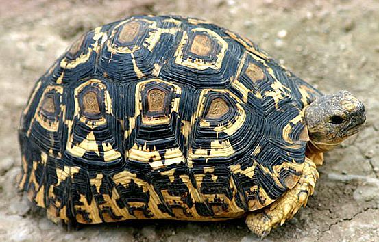 豹纹陆龟好饲养吗?我们一起来看一下吧