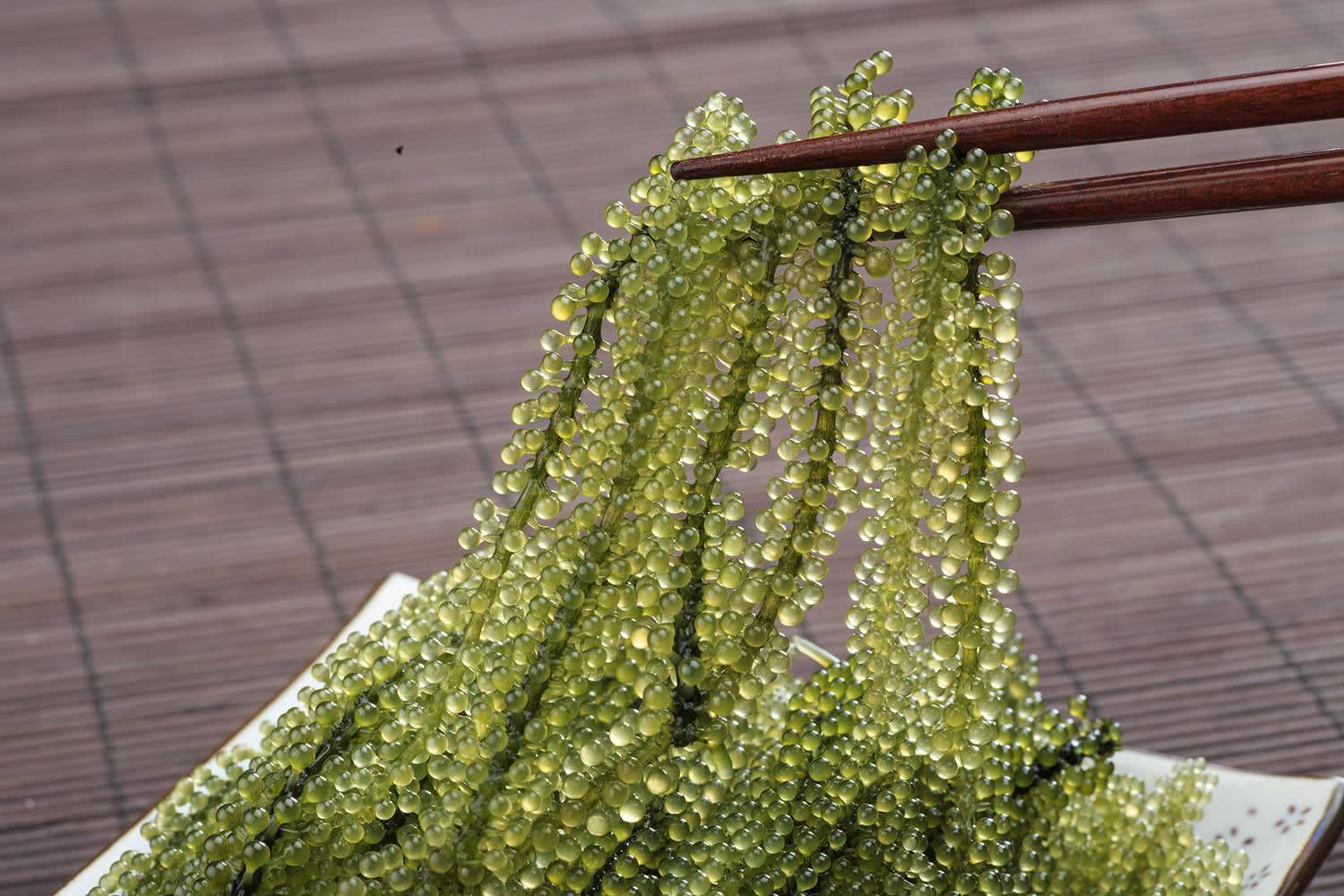 这款海葡萄可不是市面上的葡萄,它虽然可以吃,但并不是水果!