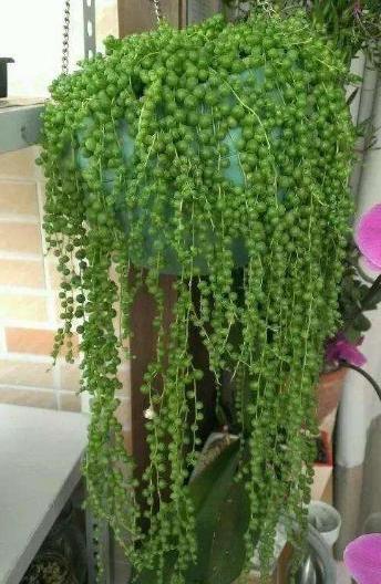 多肉吊兰"佛珠",剪根枝就活,叶子圆润翠绿,养成"绿瀑布"