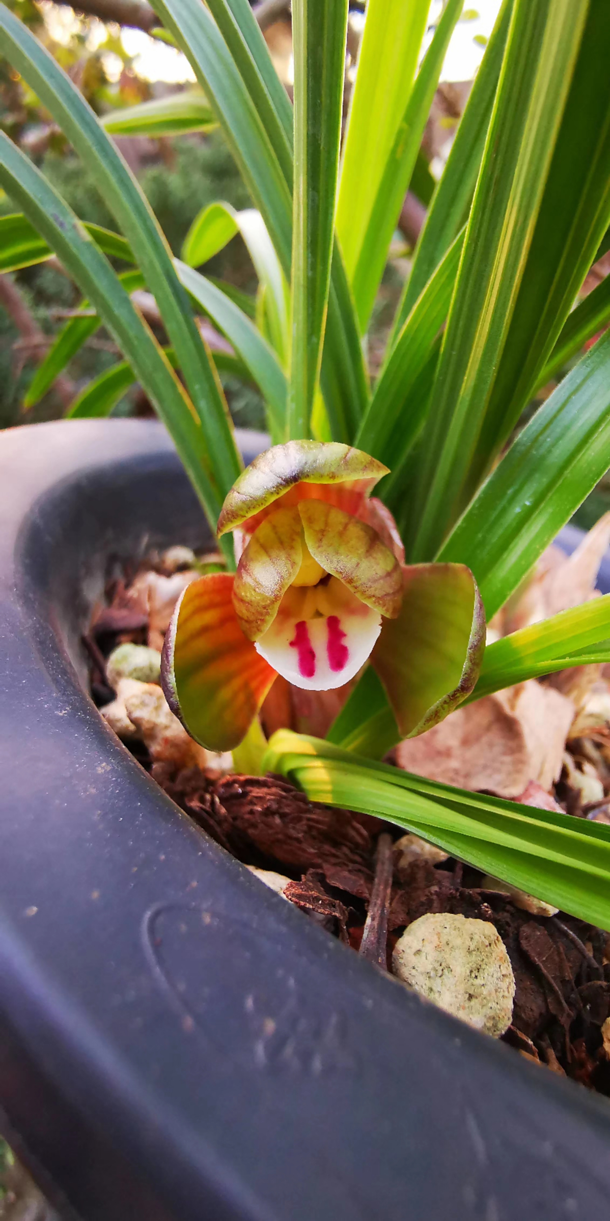 春兰复色大红荷!