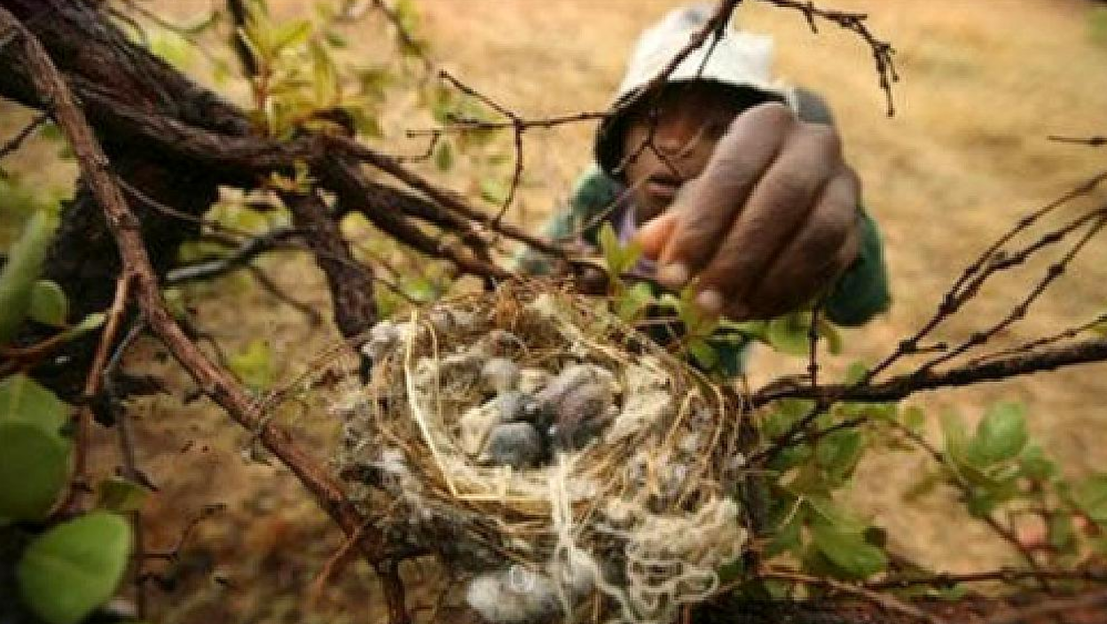小孩"掏鸟蛋",无意间发现了什么宝贝?