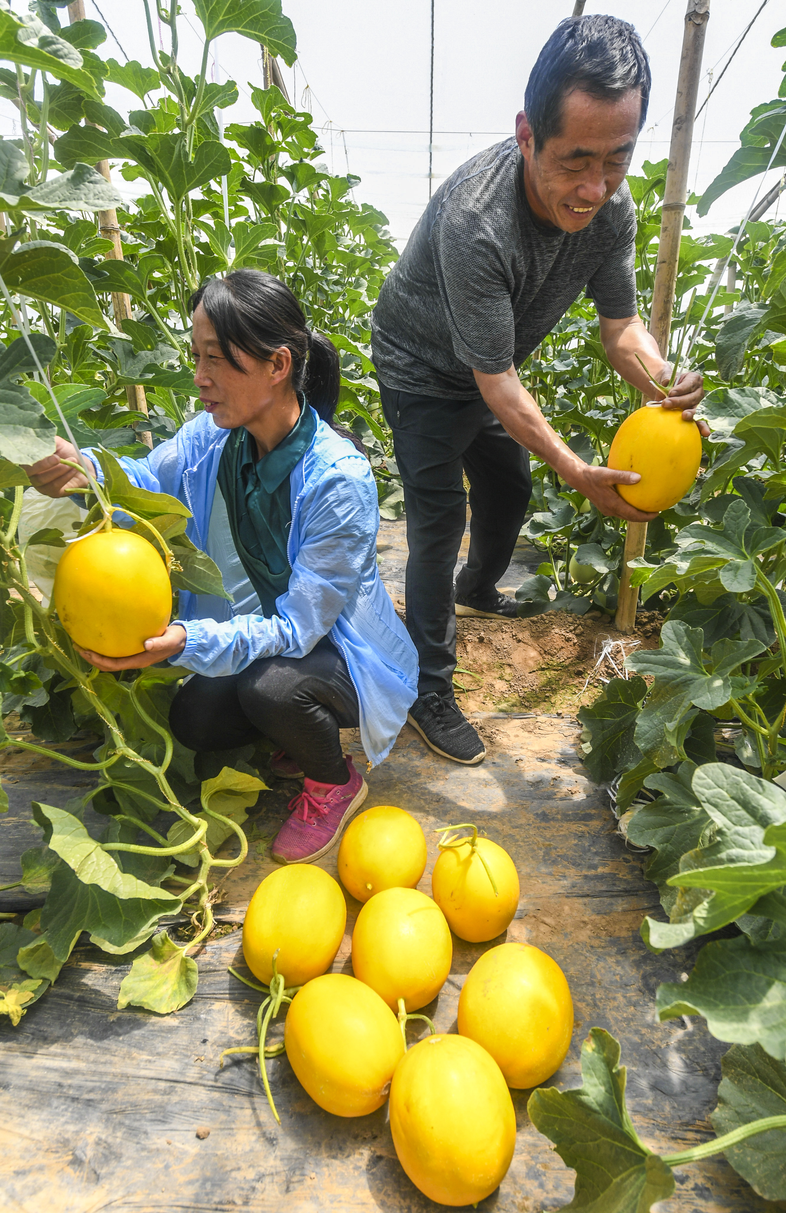 河北衡水:甜瓜飘香富农家(2)