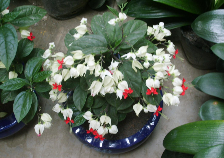 龙珠花 - 优质问答专区