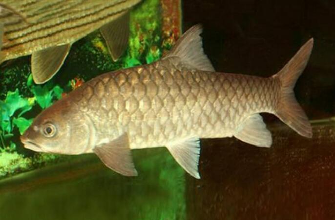 鲥鱼鱼 - 热门商品专区