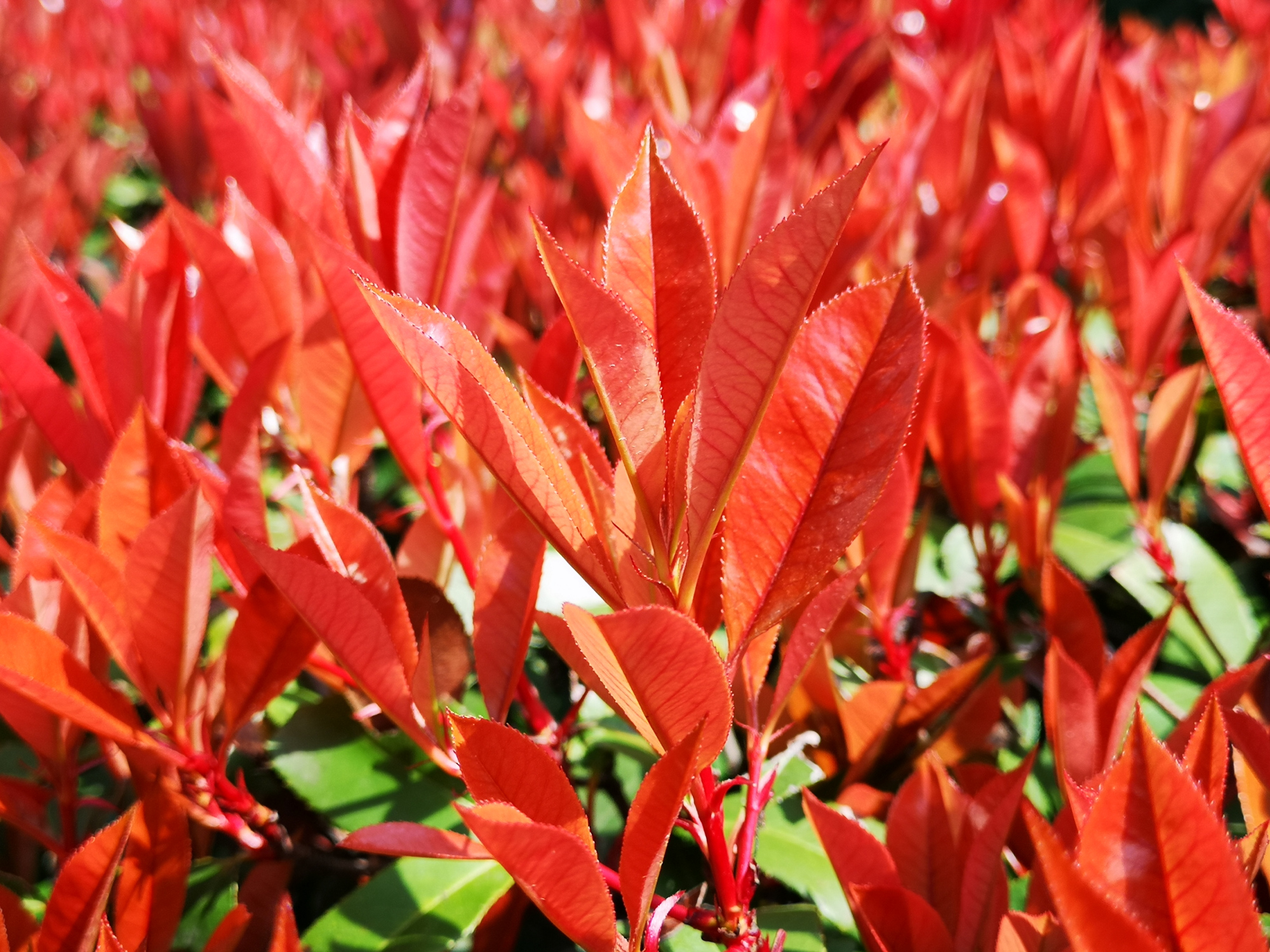 绿化灌木 - 热门商品专区