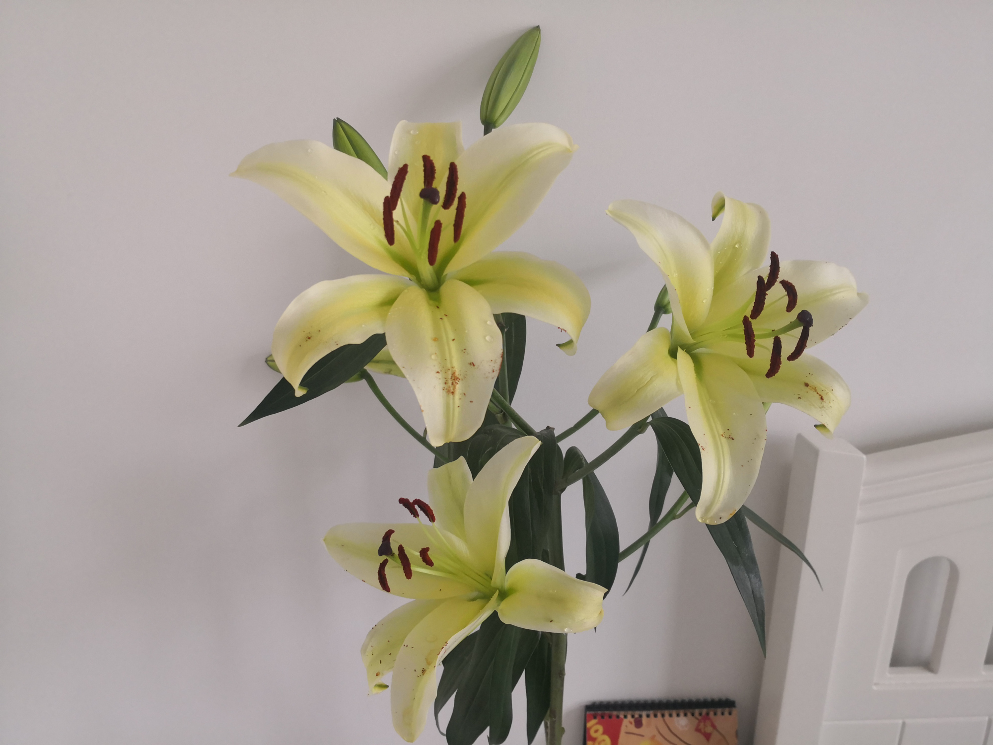 辛亥革命后黄兴为何近乎销声匿迹了呢