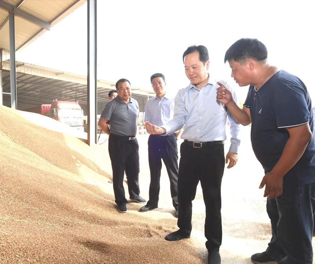 扬中市委书记潘早云调研全市夏收夏种工作