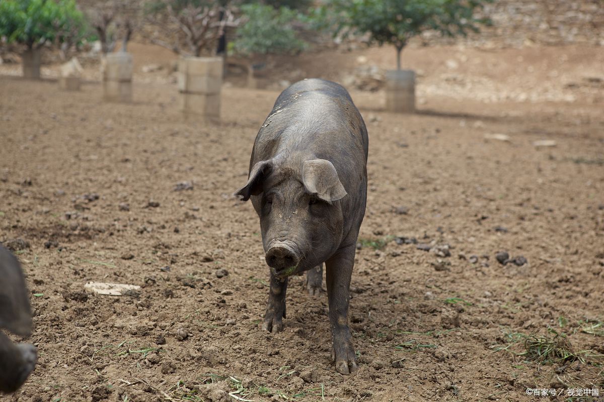 猪仔- 热门商品专区
