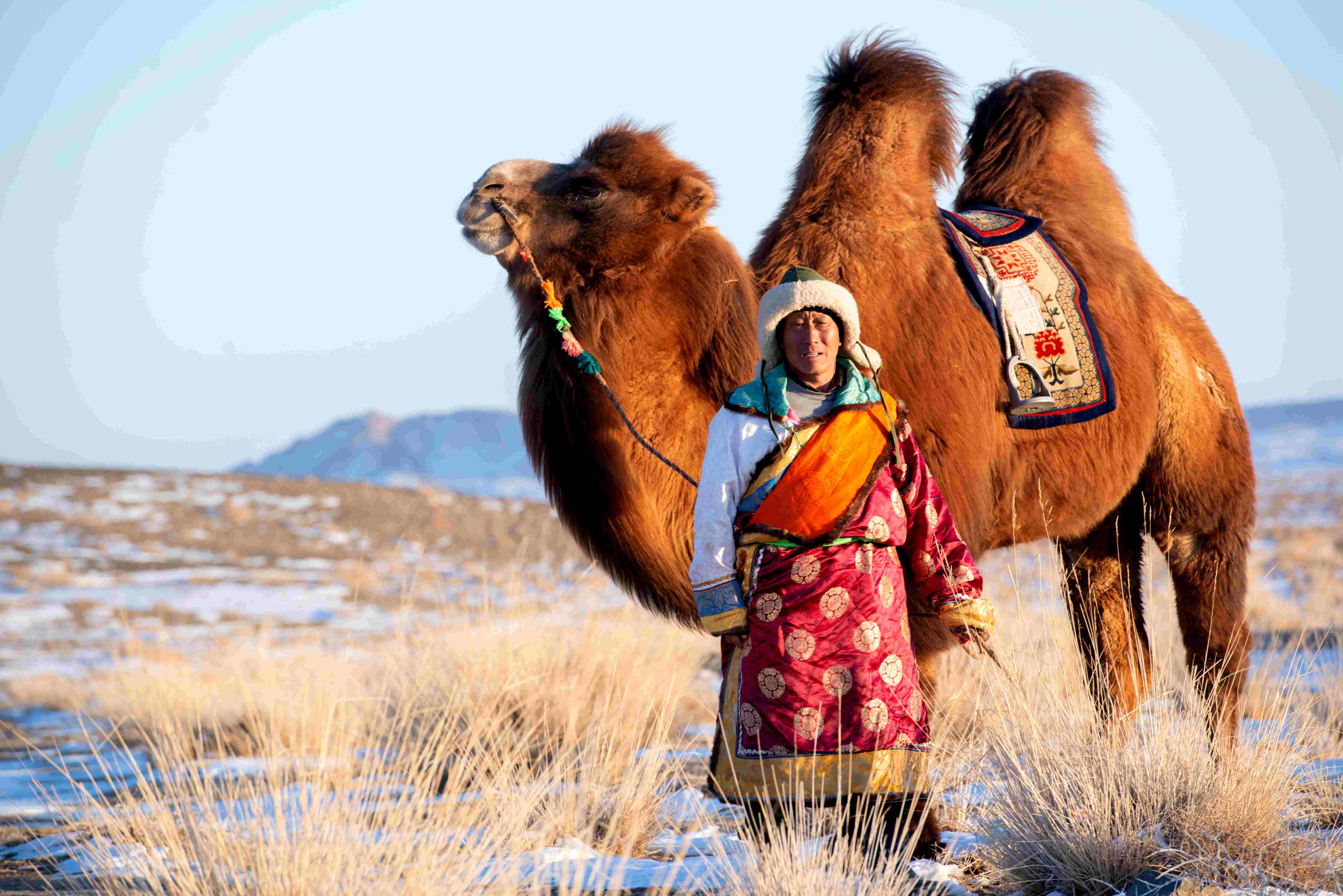 酒泉肃北:黑戈壁上的骆驼风采