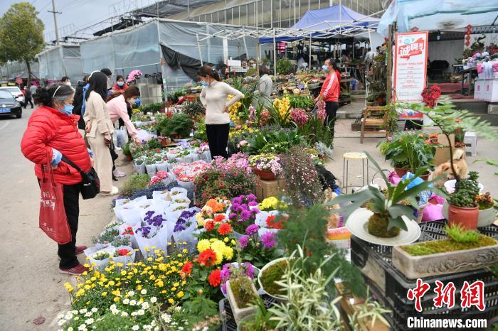 成都花卉市場人氣回暖 民眾選購鮮花忙