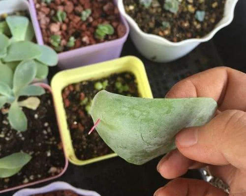 多肉唐印如何叶插?教你3个小步骤,叶插后迅速生根越长越旺盛
