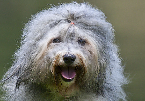 对于给哈威那犬修剪指甲的注意事项,以及止血粉的使用方法