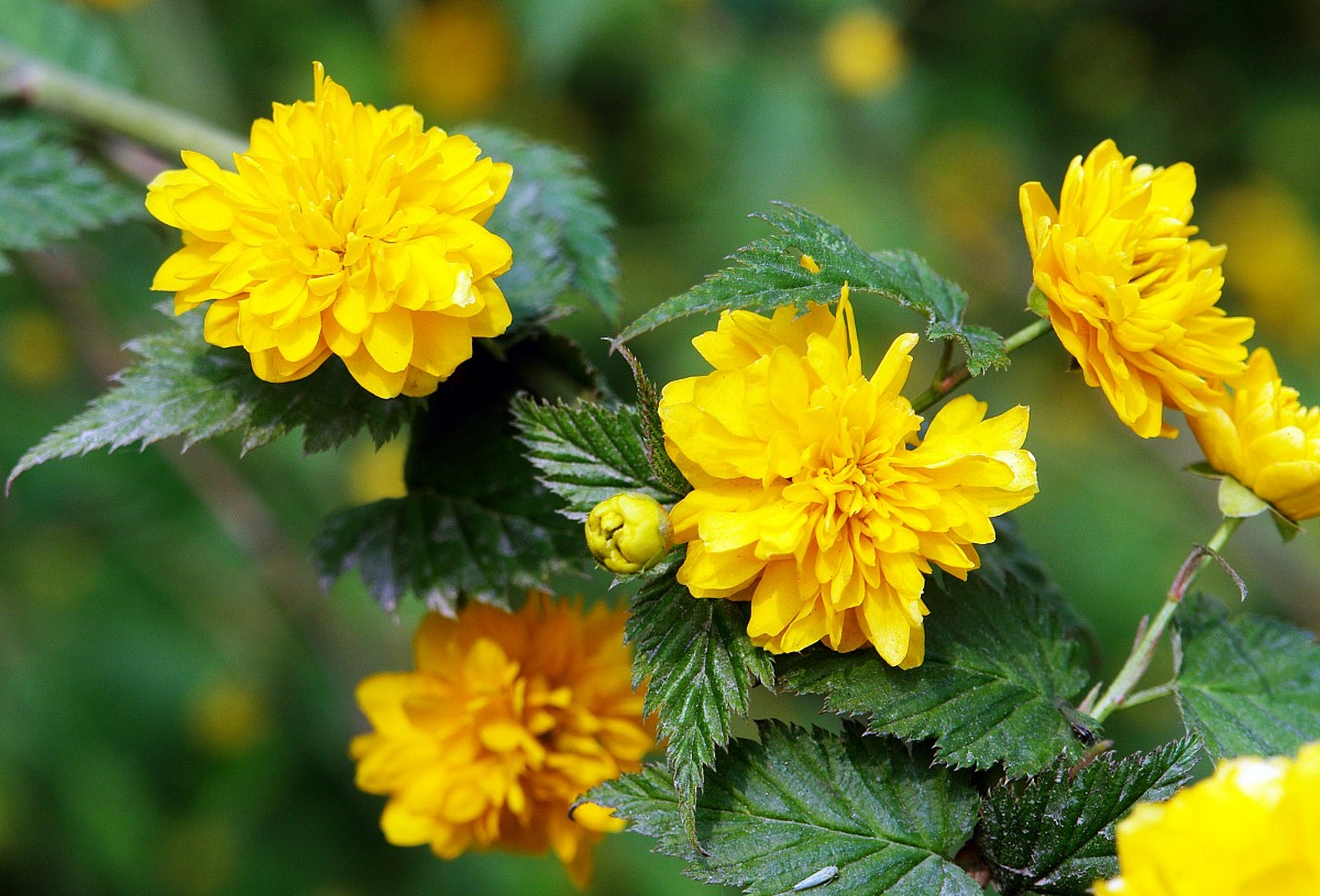 每日花语# 棣棠花的花语为高贵.