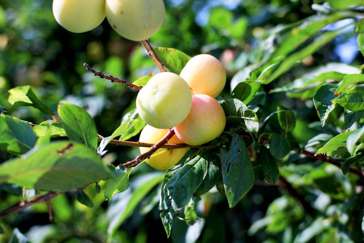 这种果子在农村盛产,成熟时满地都是,但城市却很少有人吃到