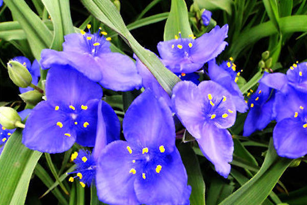 紫露草的别名为紫大鸭跖草,紫锦草,紫叶草,紫竹梅