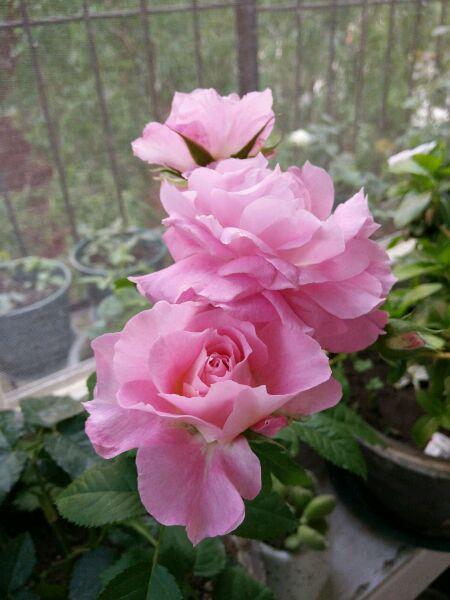 月季"海神王"一盆花不同时期不同阶段,都开出不同颜色及花型