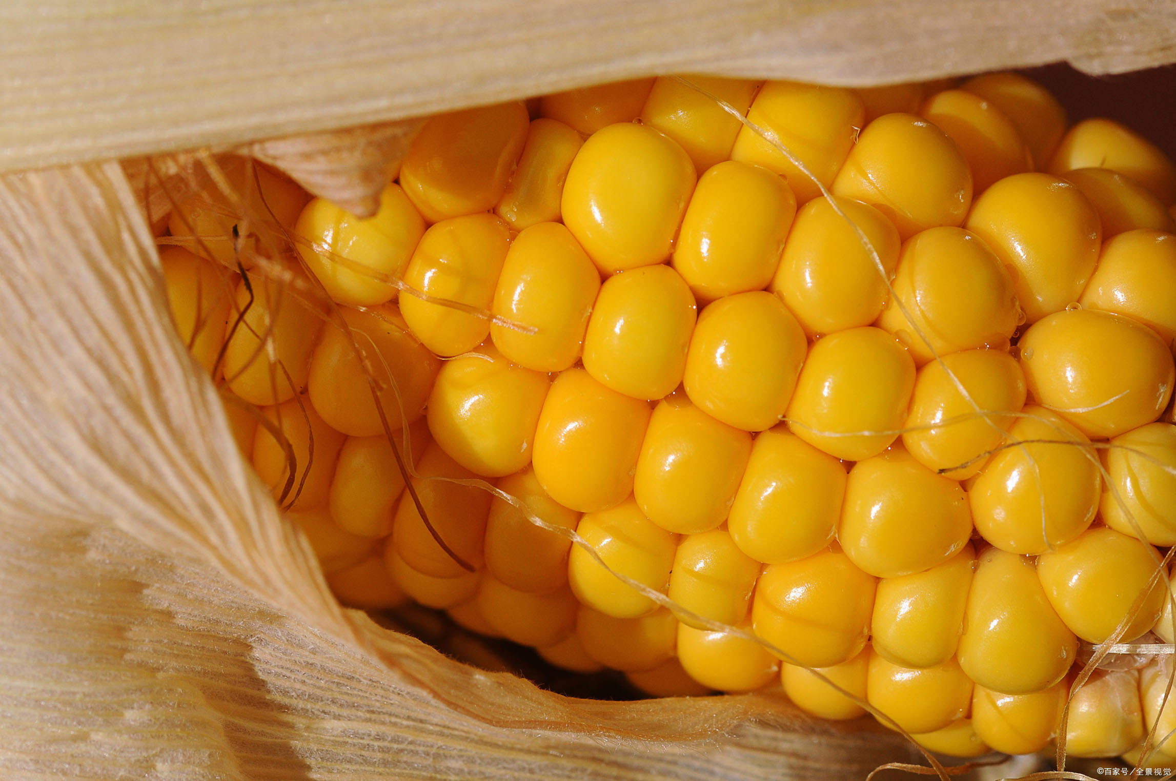 今天就到这里了,下次再给大家介绍其他品种的玉米有什么功效吧