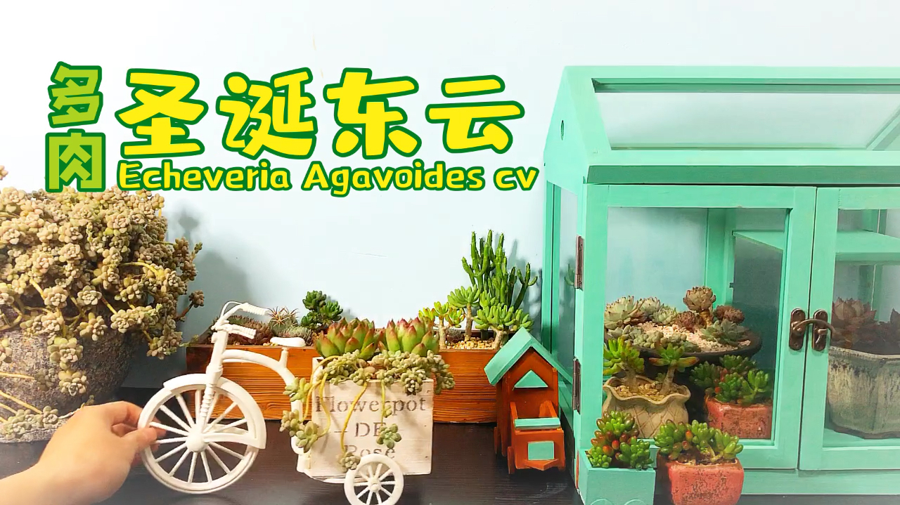 多肉圣诞东云 一定要放在南面阳光最充足的位置养护!