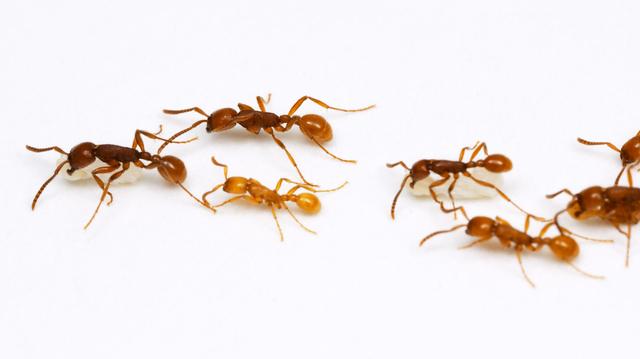 暗胸内瓦蚁搬运卵幼此外,蚂蚁的种间关系存在不少针对克制的情况.