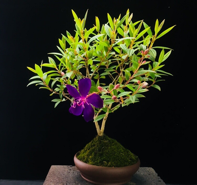 【名称】紫牡丹【介绍】树龄5年以上, 根粗壮发达,满树花苞,含苞欲放