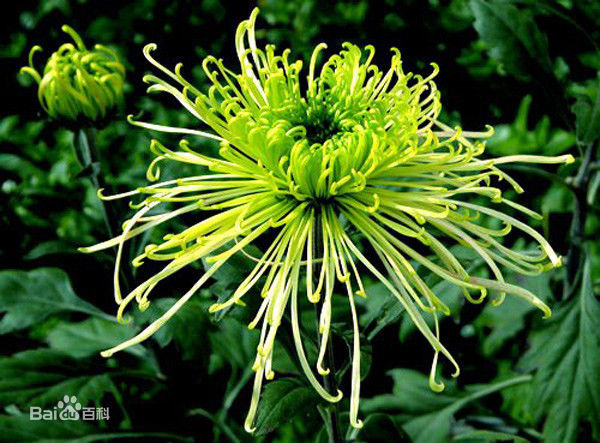 世界十大最著名的菊花