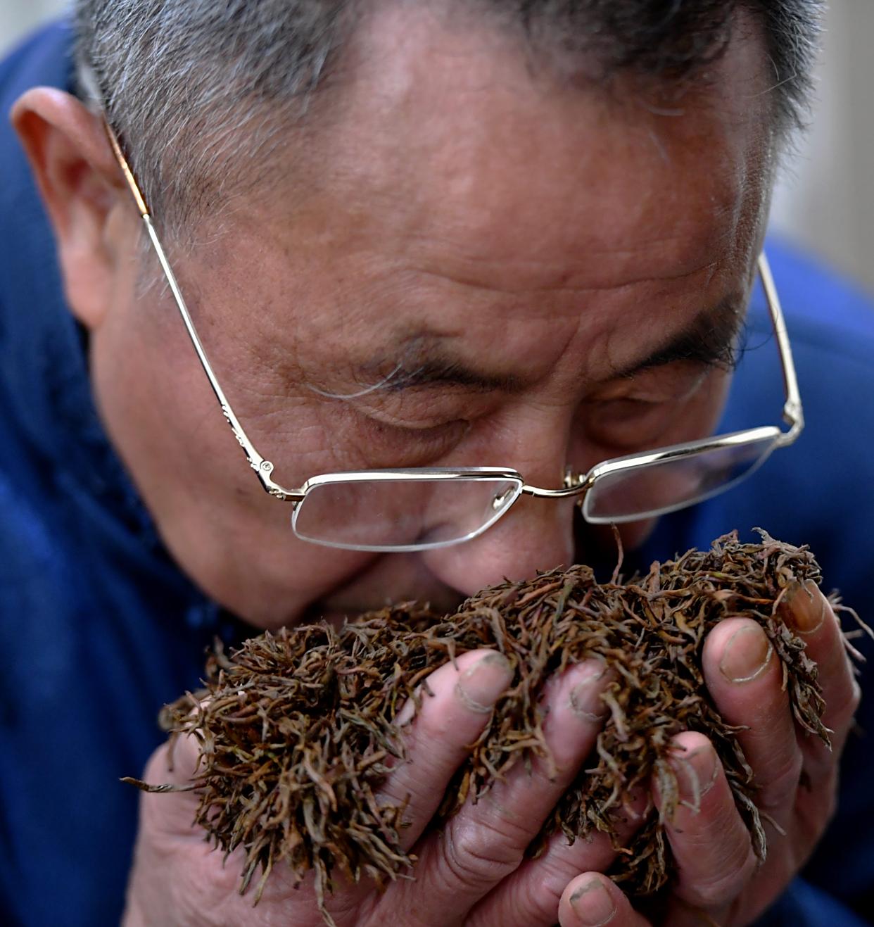 4月9日,制茶师梁骏德在察看发酵中的茶青.