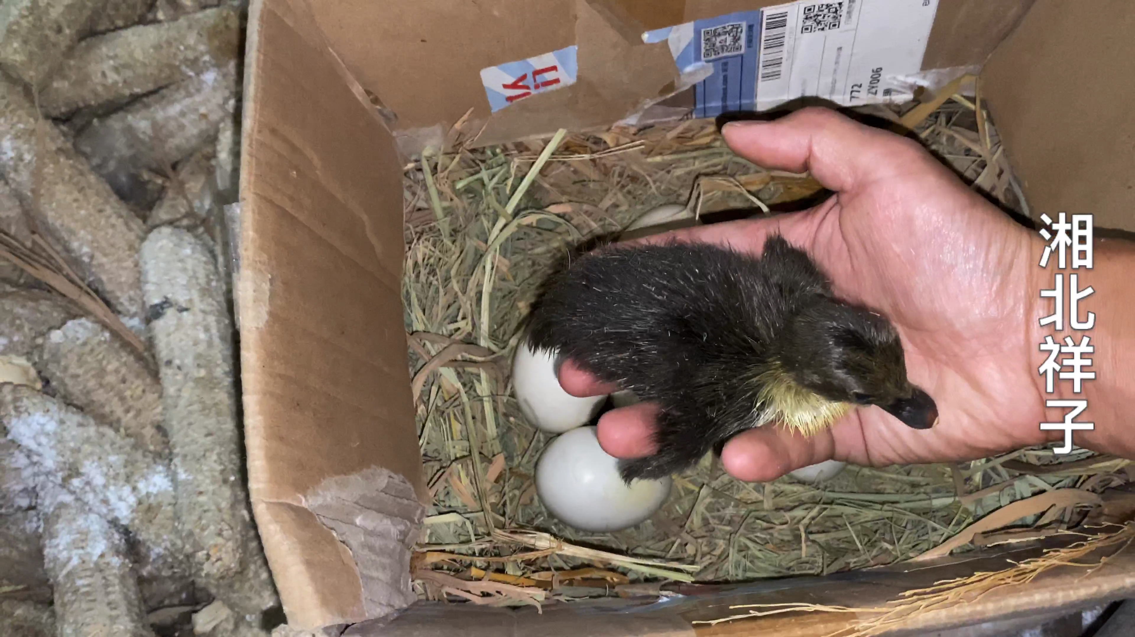 老母鸡又立功了,历经35天,成功孵化出6只小番鸭