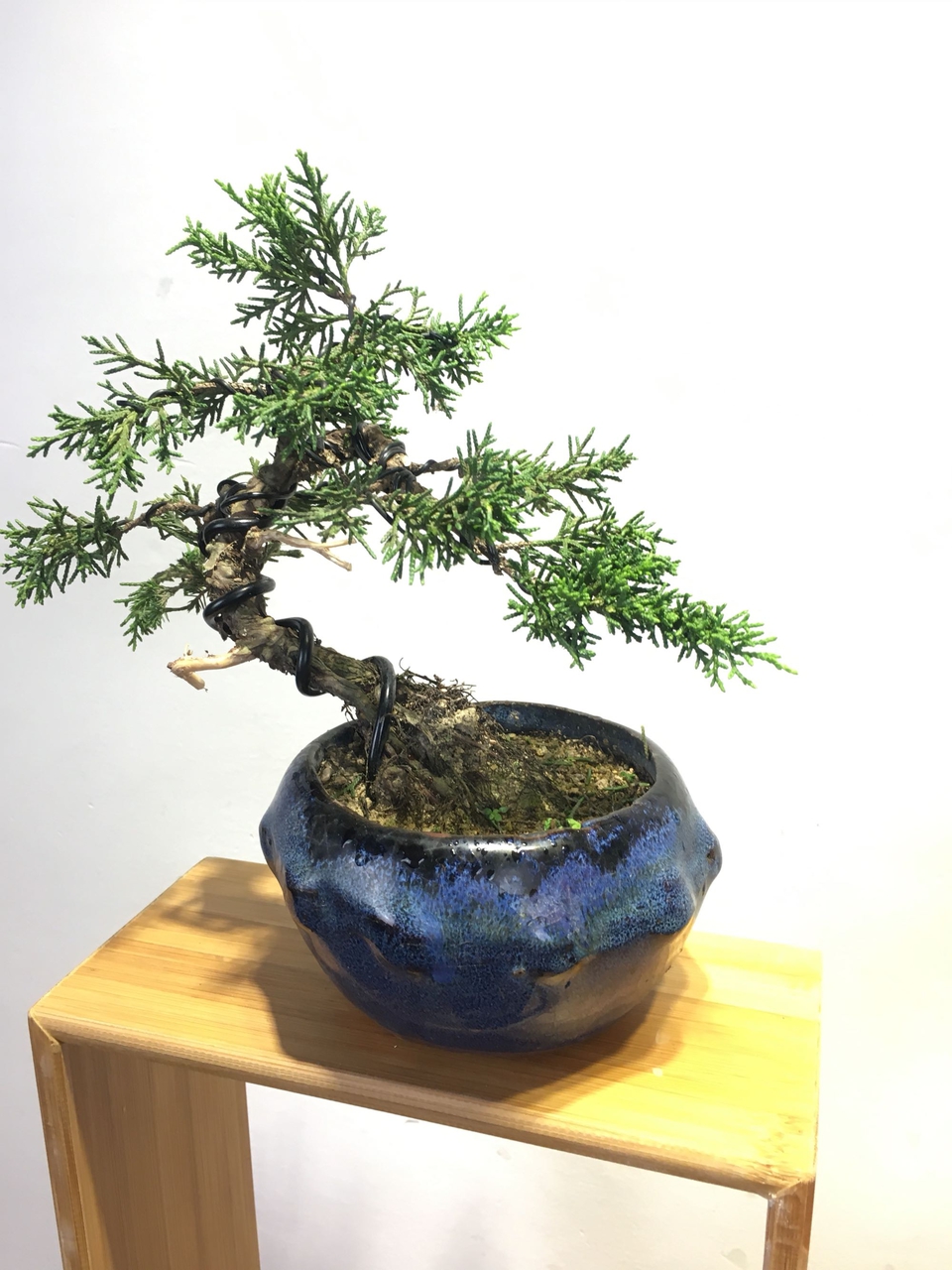 济州真柏树盆景,非常适合客厅摆放的小盆栽摆件