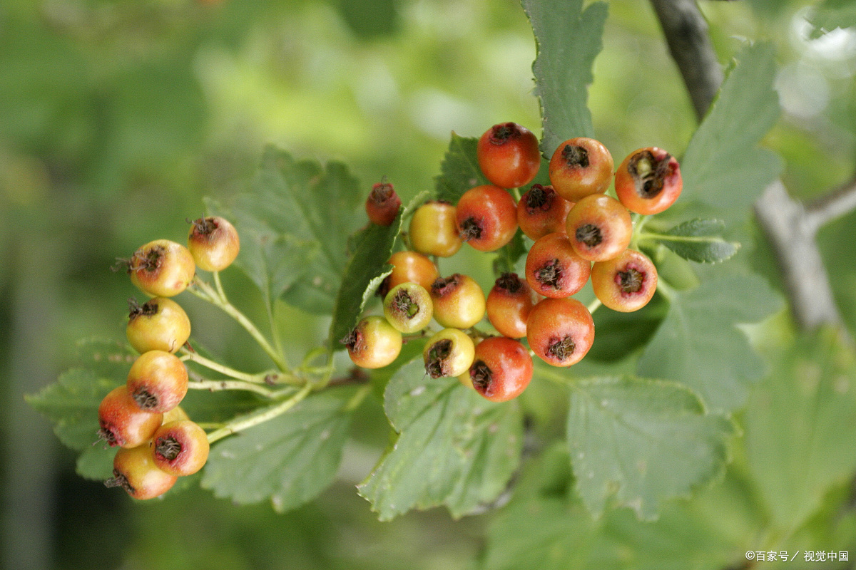 农村随处可见的"野山楂",功效比山楂功效还好,为啥没有人种植