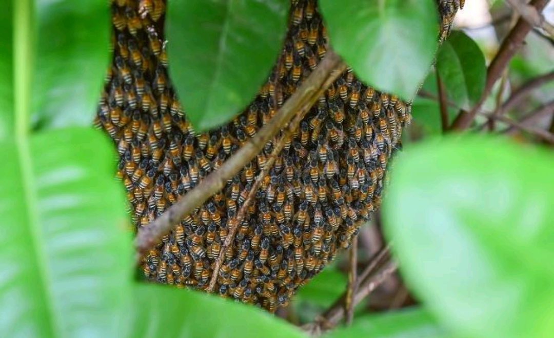 野生蜜蜂怎样抓回家养？