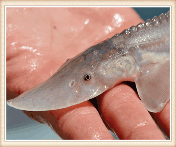 男子河中钓鱼喜获巴掌大"怪鱼",看清后脊背有些发凉!